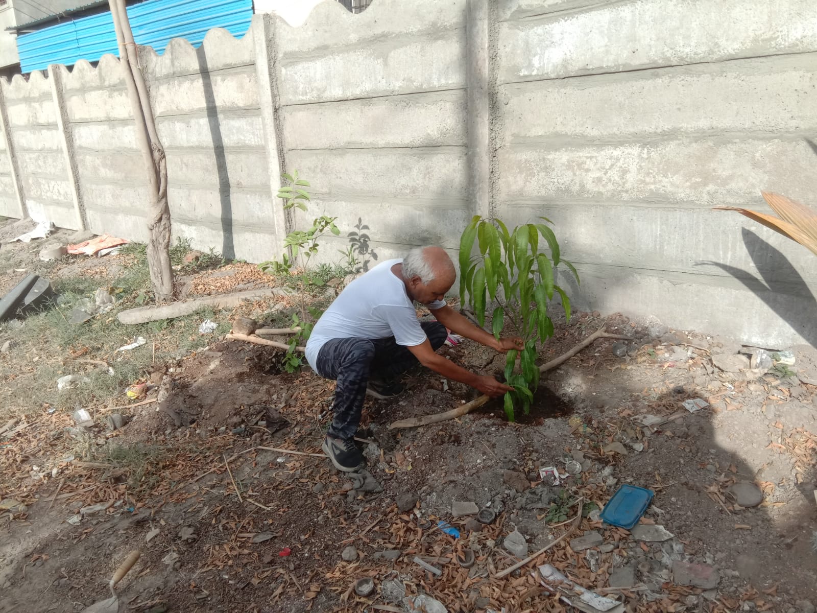 Tree plantation